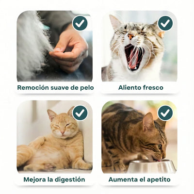 Palo de hierba gatera para morder