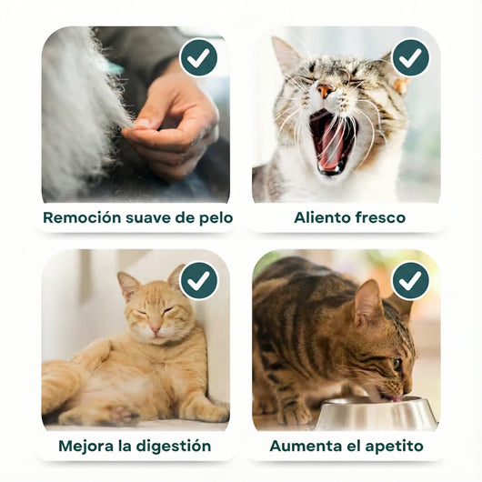 Palo de hierba gatera para morder