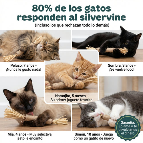 Paquete de silvervine para cuidado dental