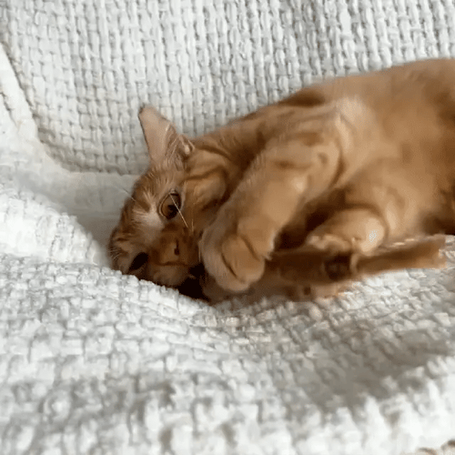 Paquete de silvervine para cuidado dental