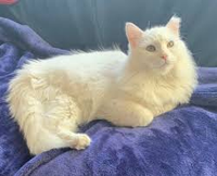 Luis Fernando Pérez