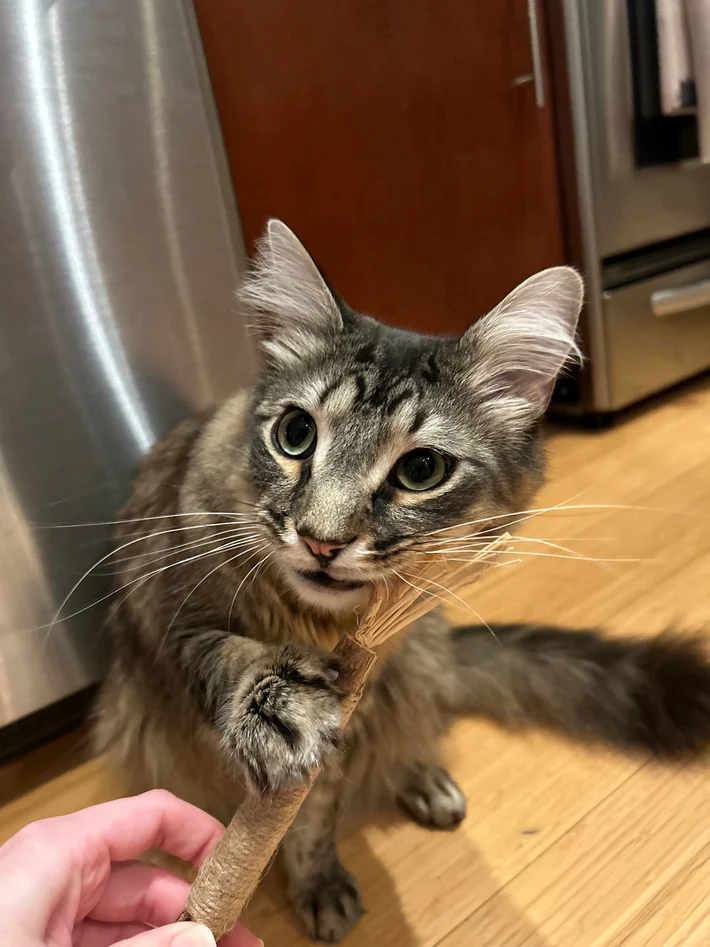 Review by Luis Herrera