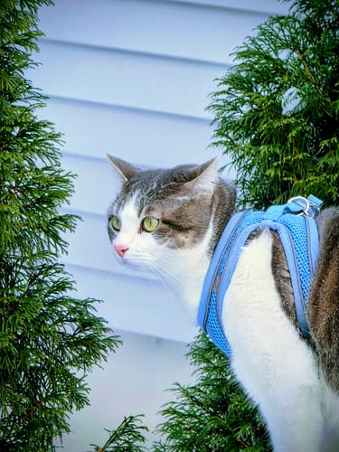 Review by Roberto Flores