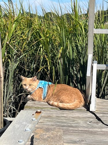 Review by Carlos Mendoza