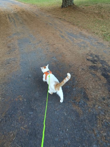 Review by Javier Rodríguez